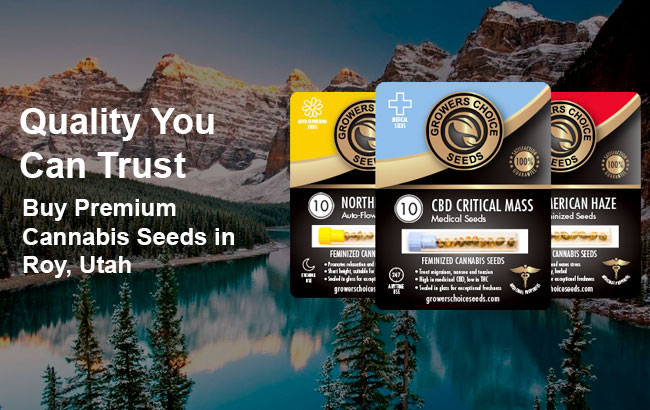 buy autoflowering cannabis seeds in Roy