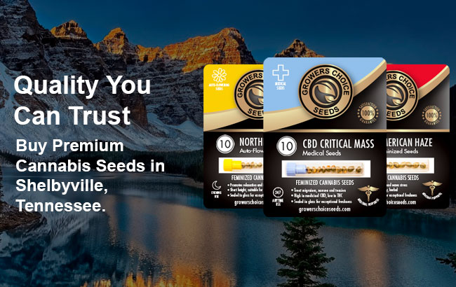 buy cannabis seeds in Shelbyville