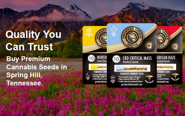 buy high thc cannabis seeds in Spring Hill