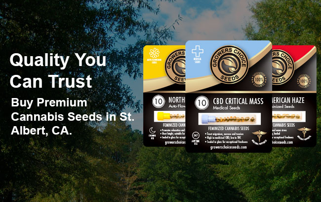St.Albert Cannabis Seeds