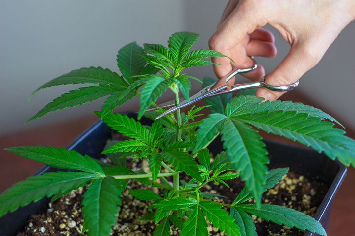 Topping and training cannabis plants to promote crown growth