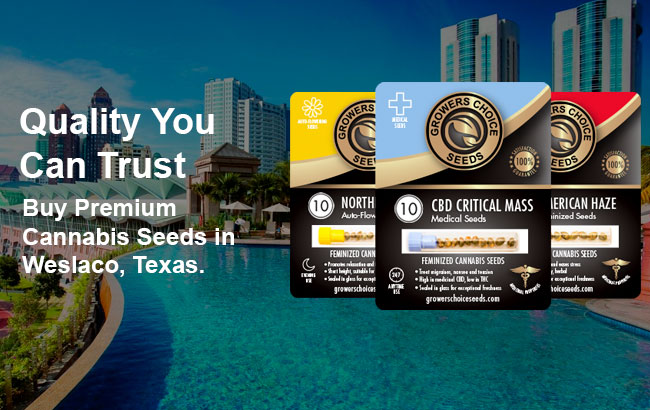 buy cannabis seeds in Weslaco