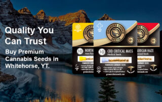 Whitehorse Cannabis Seeds
