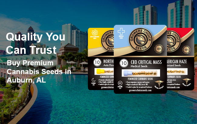 buy cannabis seeds in auburn alabama