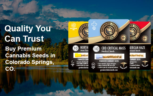 Buy premium cannabis seeds in Colorado Springs, Colorado
