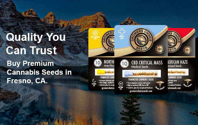 buy cannabis seeds in Fresno