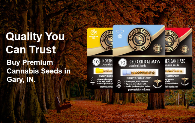 Gary Cannabis Seeds