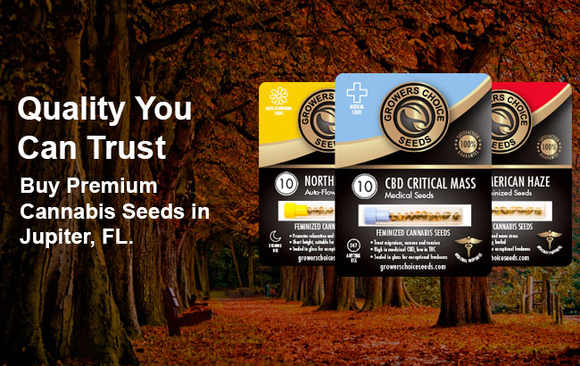 buy feminized cannabis seeds in Jupiter