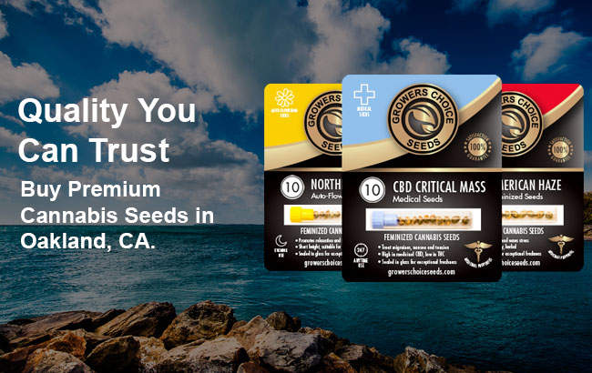 Buy premium cannabis seeds in Oakland, California
