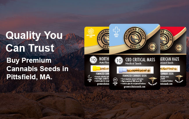 buy cannabis seeds in Pittsfield