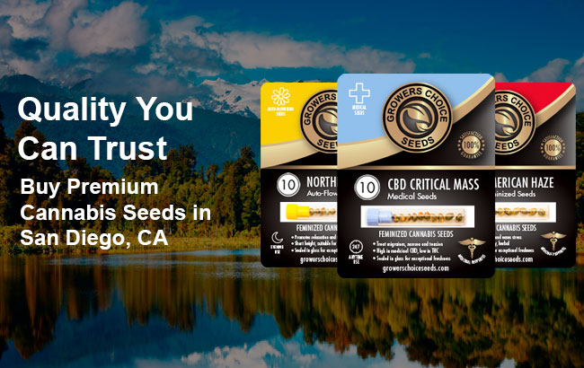 Buy premium cannabis seeds in San Diego, California