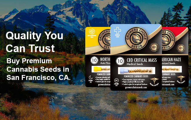 Buy premium cannabis seeds in San Francisco California