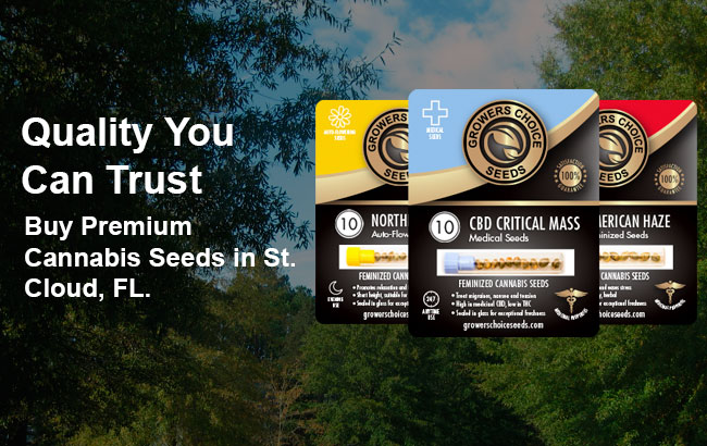 the best cannabis seeds for sale in St. Cloud