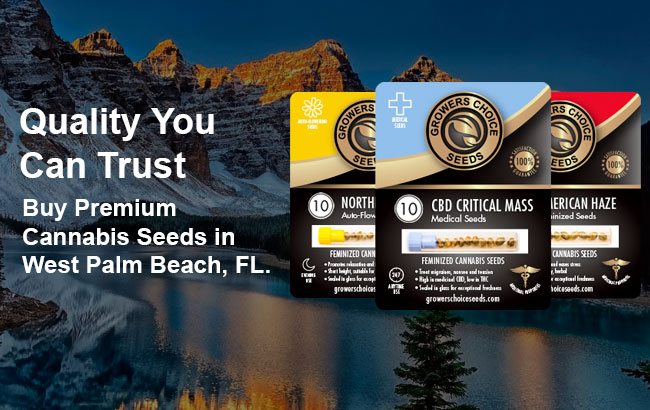 buy the best cannabis seeds in West Palm Beach