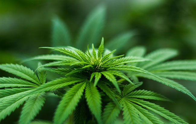 green cannabis plant