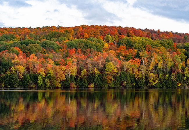 Forest with yellow and orange leave