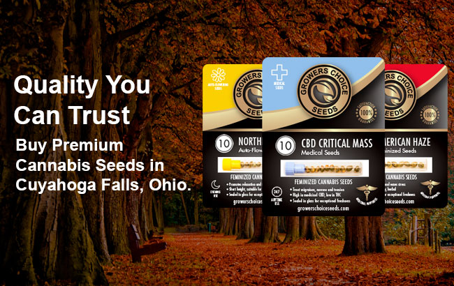 buy feminized cannabis seeds in Cuyahoga Falls