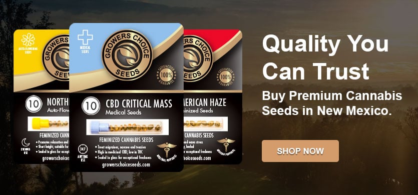 Where to Find Cheap Marijuana Seeds in the USA: Cheapest Cannabis Seeds in  2023