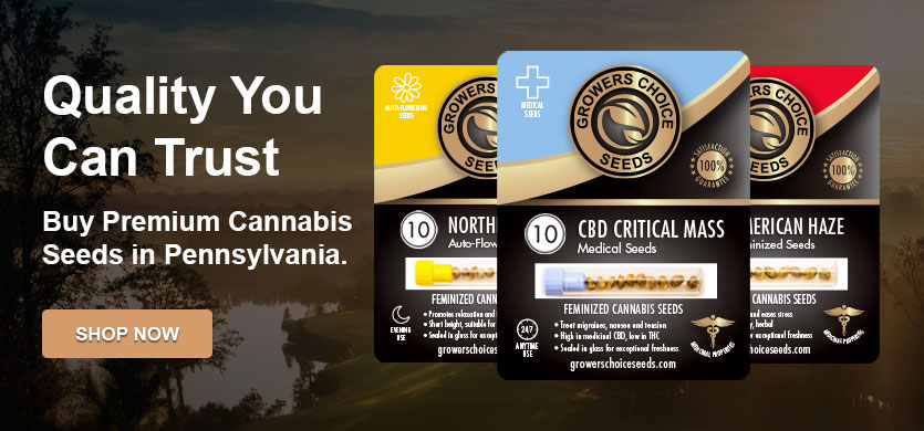buy cannabis seeds in pennsylvania