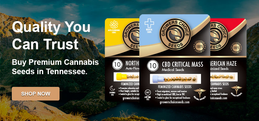 buy cannabis seeds in tennessee