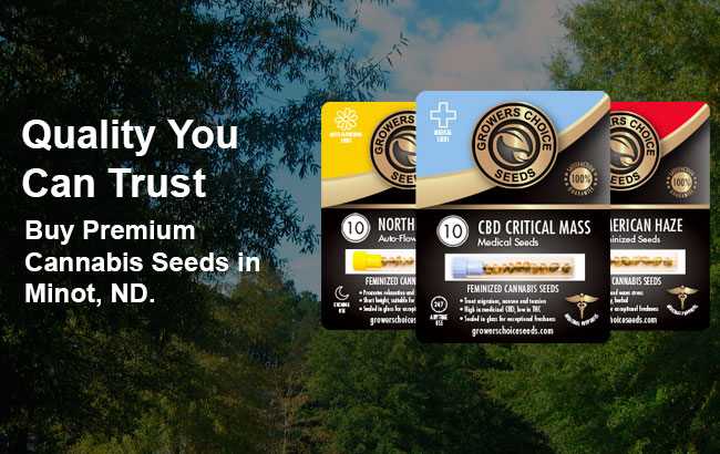 buy cannabis seeds in Minot 