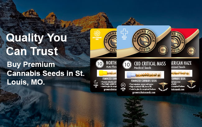 Buy cannabis seeds in St. Louis, MO