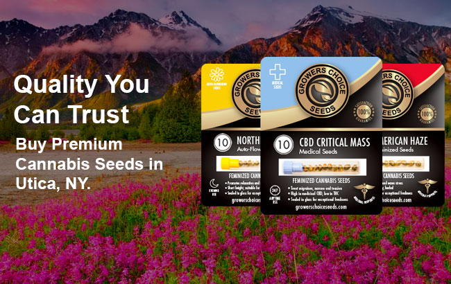 buy cannabis seeds in Utica 
