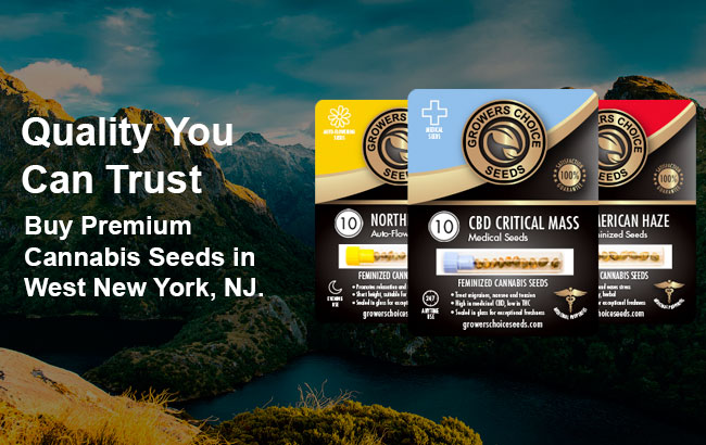 buy cannabis seeds in West New York

