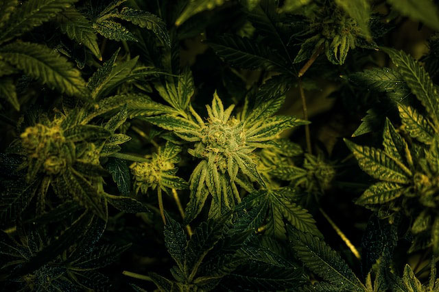 Green cannabis plant