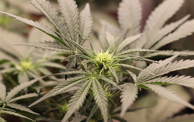 Green autoflowering cannabis plant 