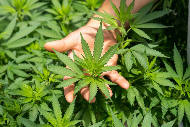 Hand holding up a cannabis plant leaf against a field of green