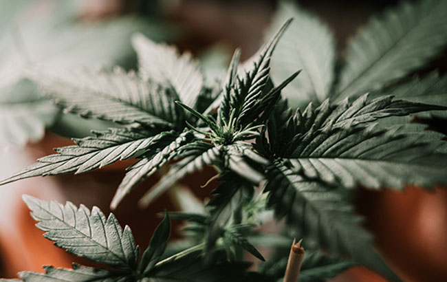  Close-up of cannabis leaf