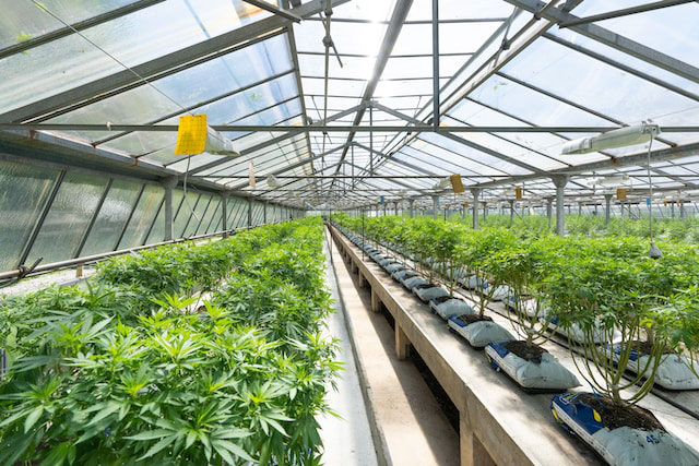 Sunny greenhouse full of cannabis plants