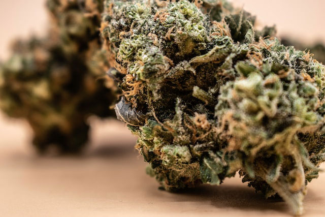 Strain of the Month: Gorilla Glue - Pure Oasis