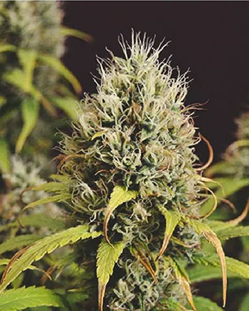 Shop premium green queen autoflowering cannabis seeds from gcs