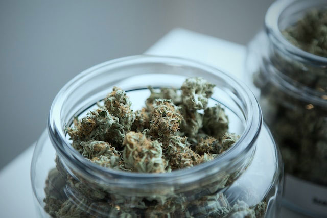 Jar of harvested and dried cannabis buds