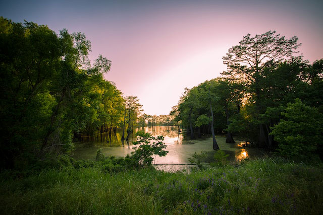 Lush green of Mississippi bayou at sunset