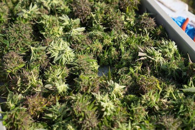 Tray of cannabis nugs