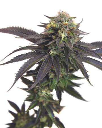 Mimosa auto-flowering feminized cannabis seedss - Growers Choice Seeds