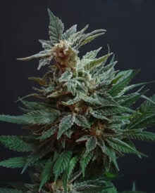 Premium ice cream cake cannabis seed strain autoflowering