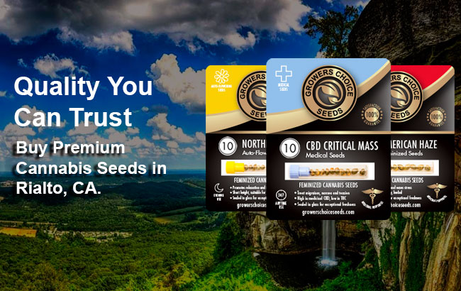 Buy Cannabis Seeds in Rialto California