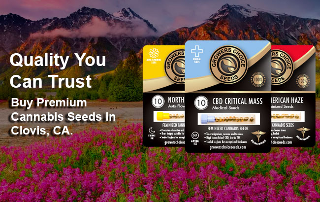 Buy Clovis Cannabis Seeds