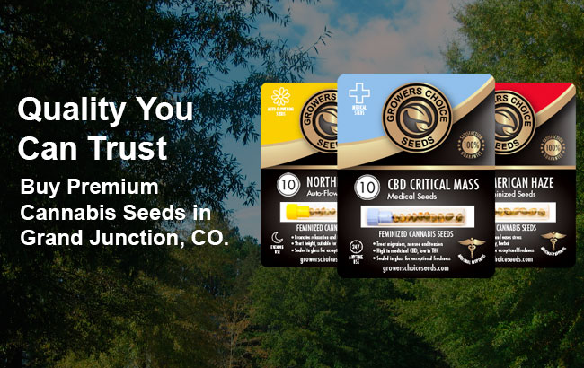 Buy cannabis seeds in Grand Junction Colorado