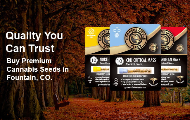 Buy cannabis seeds in Fountain Colorado
