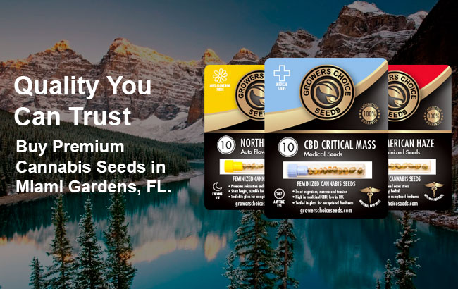 Buy Miami Gardens Cannabis Seeds