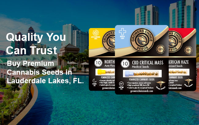 Buy Lauderdale Lakes Cannabis Seeds in Florida