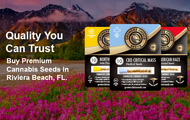 Buy Riviera Beach Cannabis Seeds in Florida