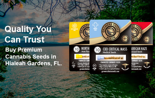 Buy Hialeah Gardens Cannabis Seeds in Florida