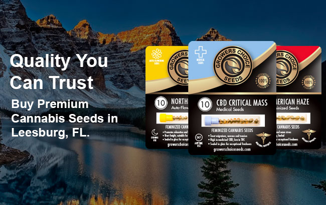 Buy Leesburg Cannabis Seeds in Florida