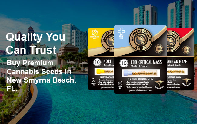 Buy New Smyrna Beach Cannabis Seeds in Florida